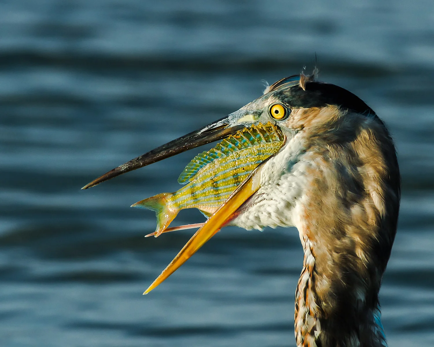Great Blue Heron