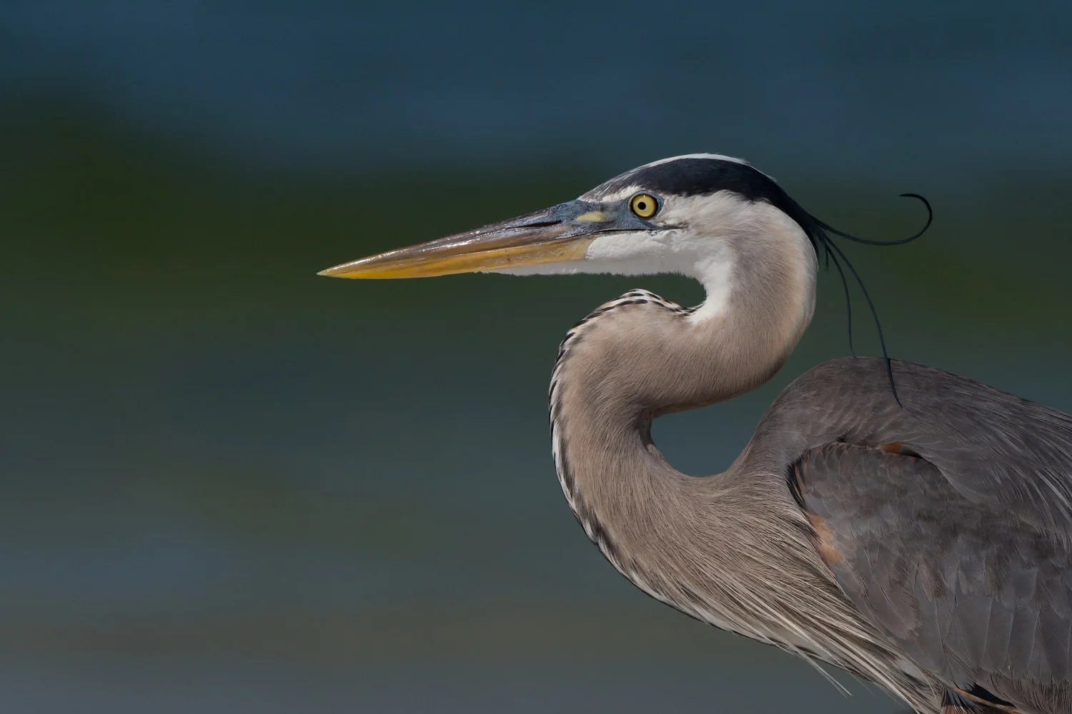Great Blue Heron