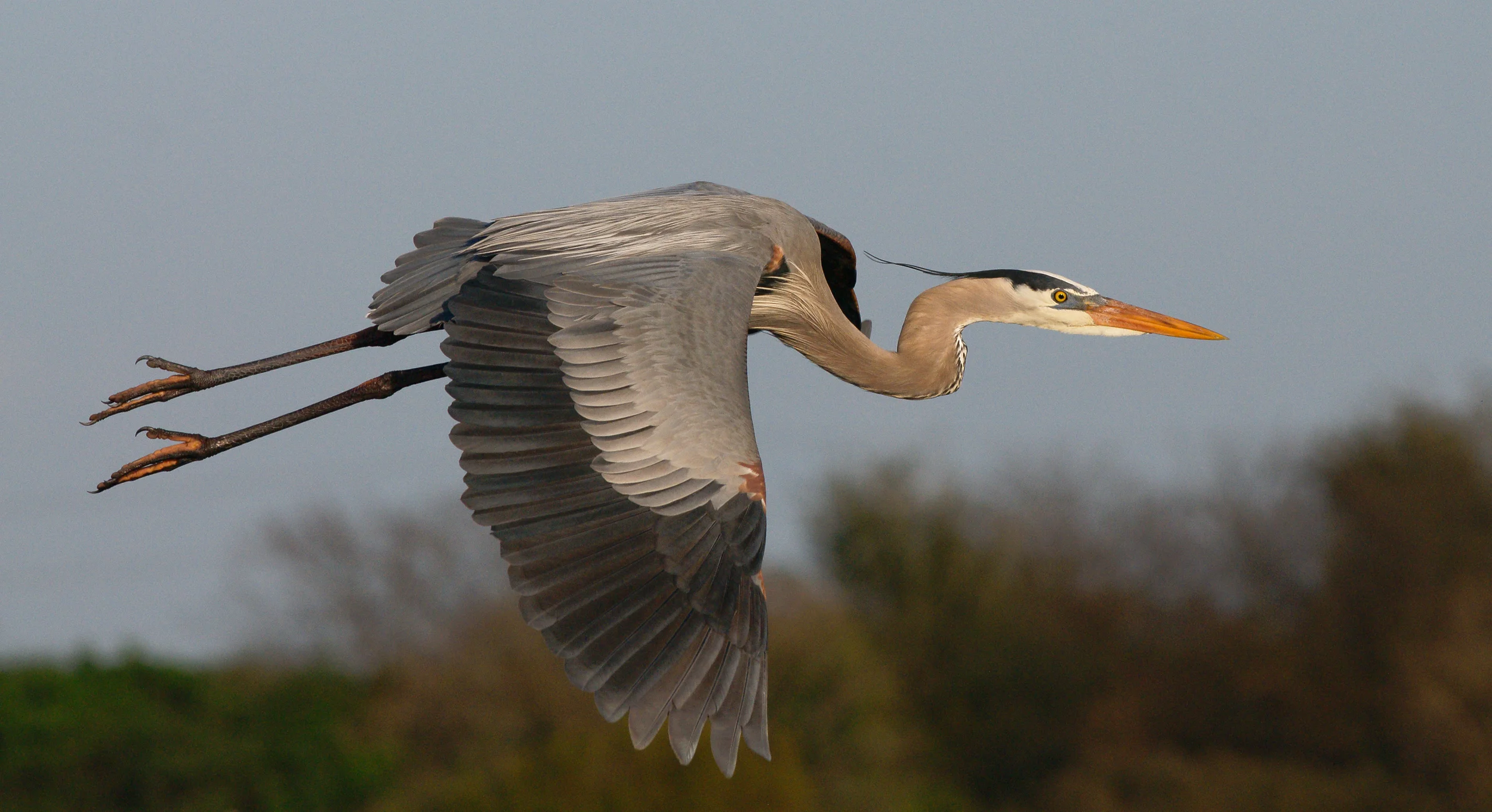 Great Blue Heron