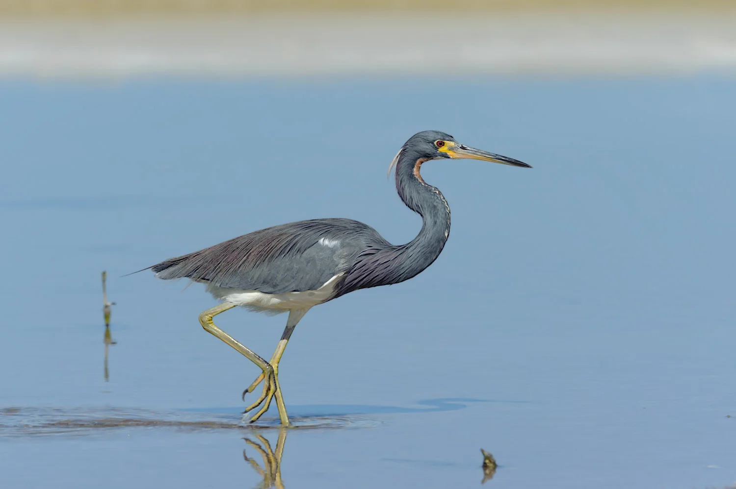 Tricolored Heron