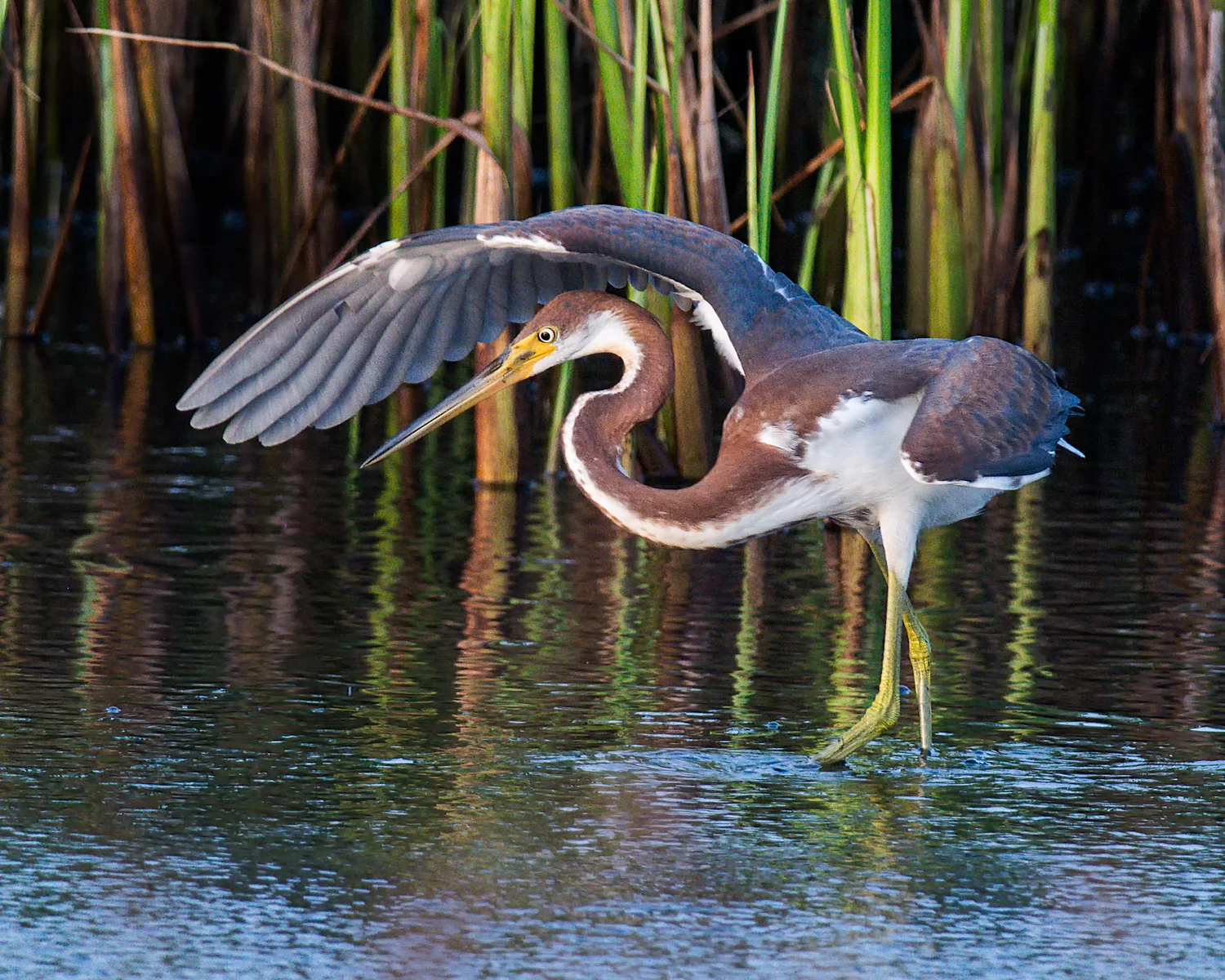 Tricolored Heron
