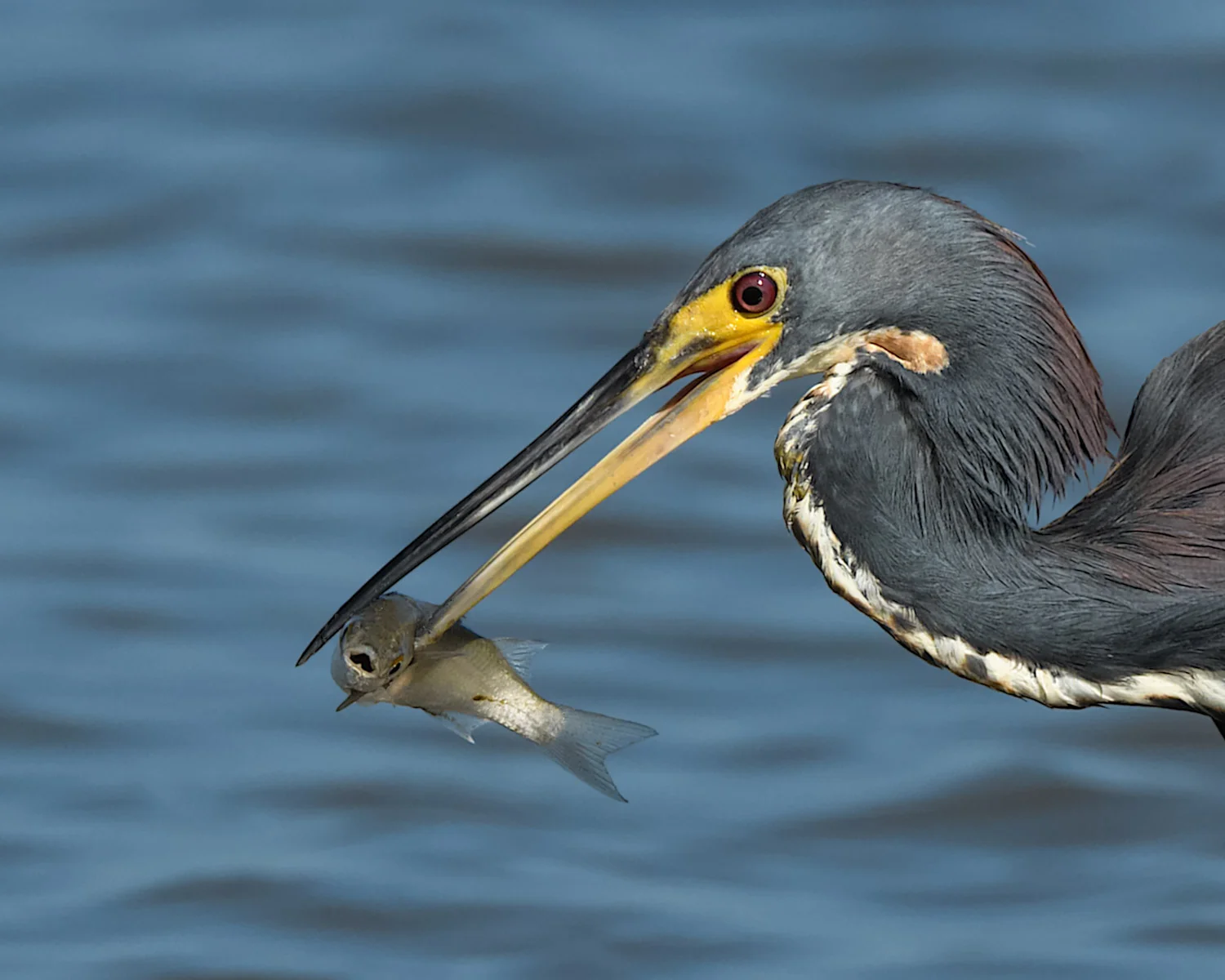 Tricolored Heron