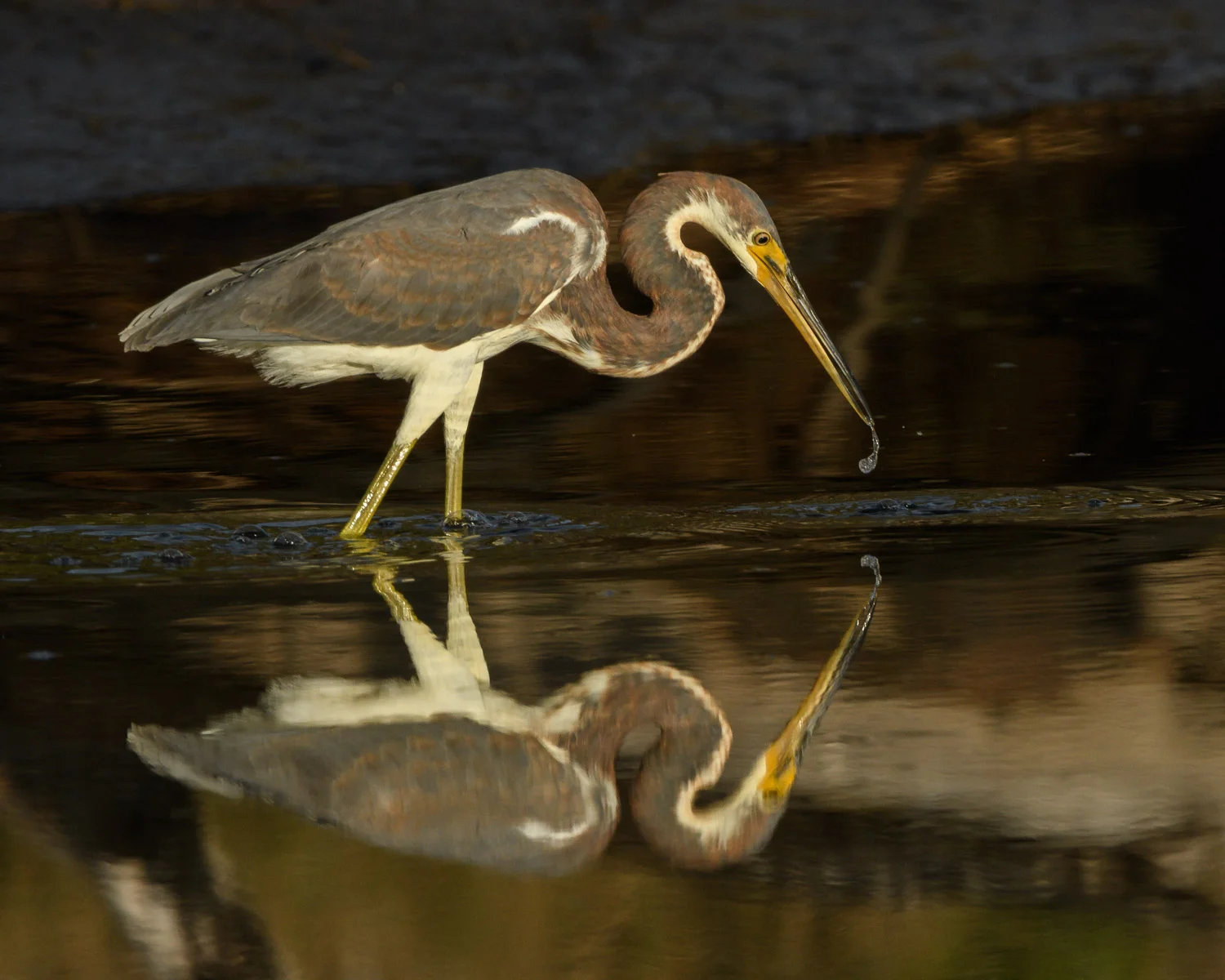 Tricolored Heron