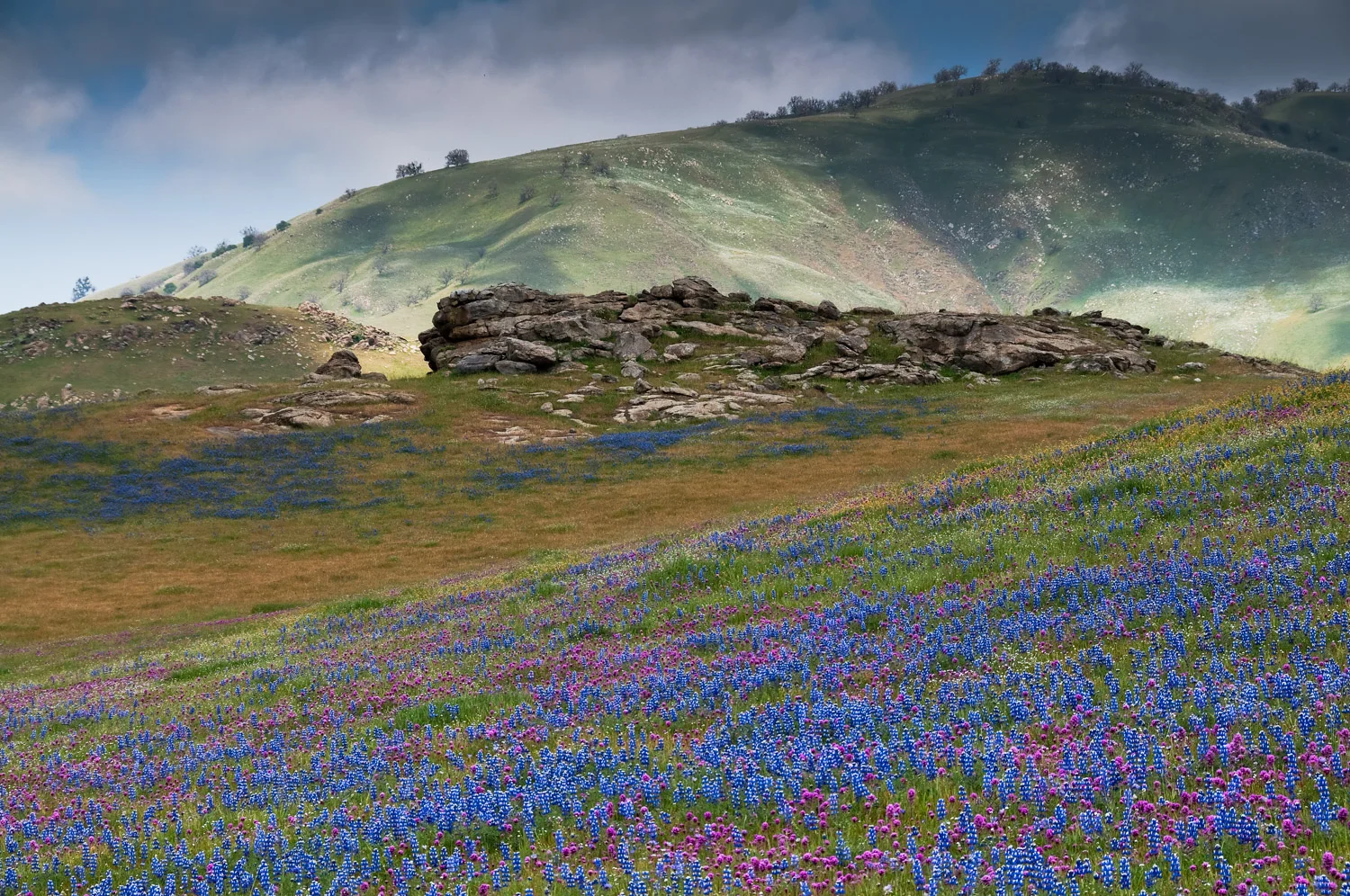 Wildflowers