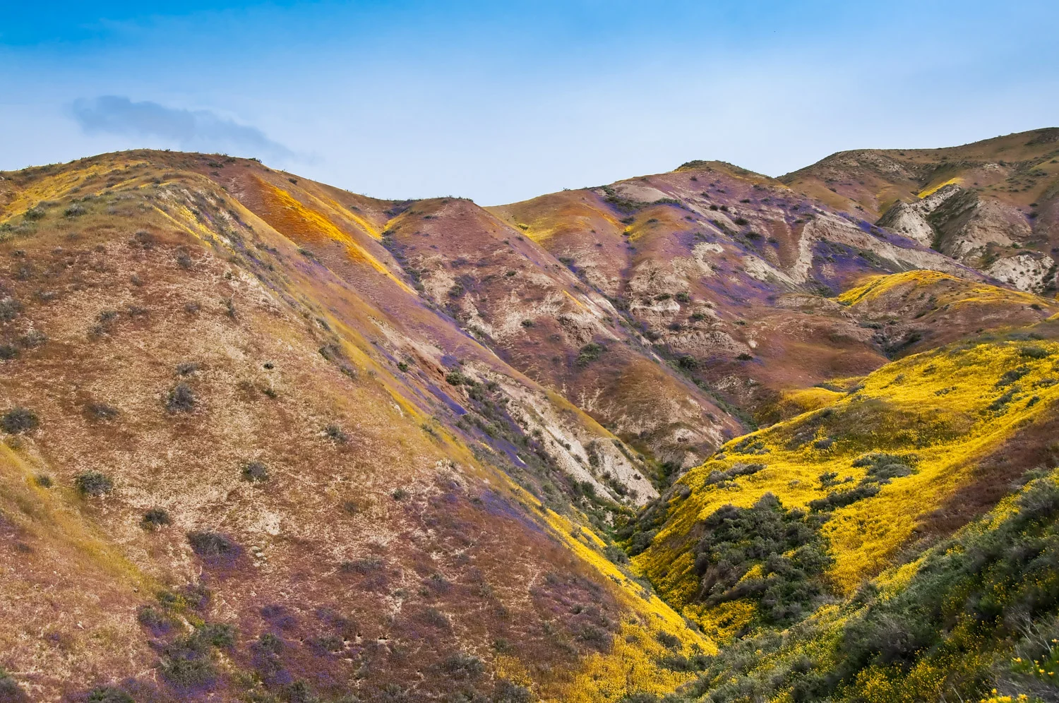 Wildflowers