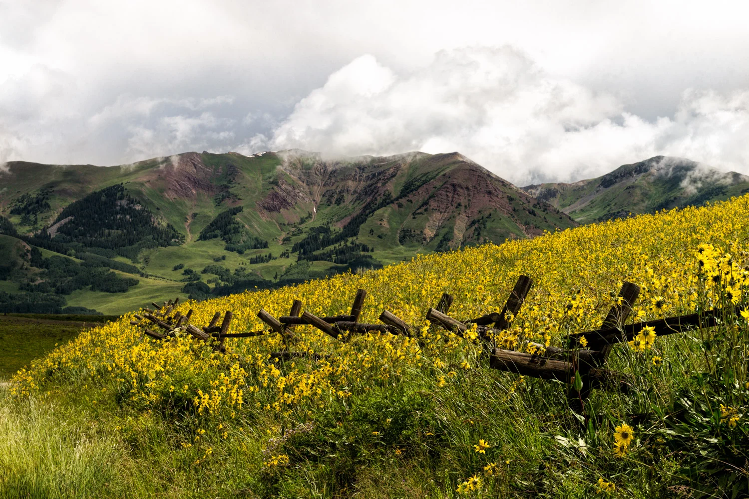 Wildflowers