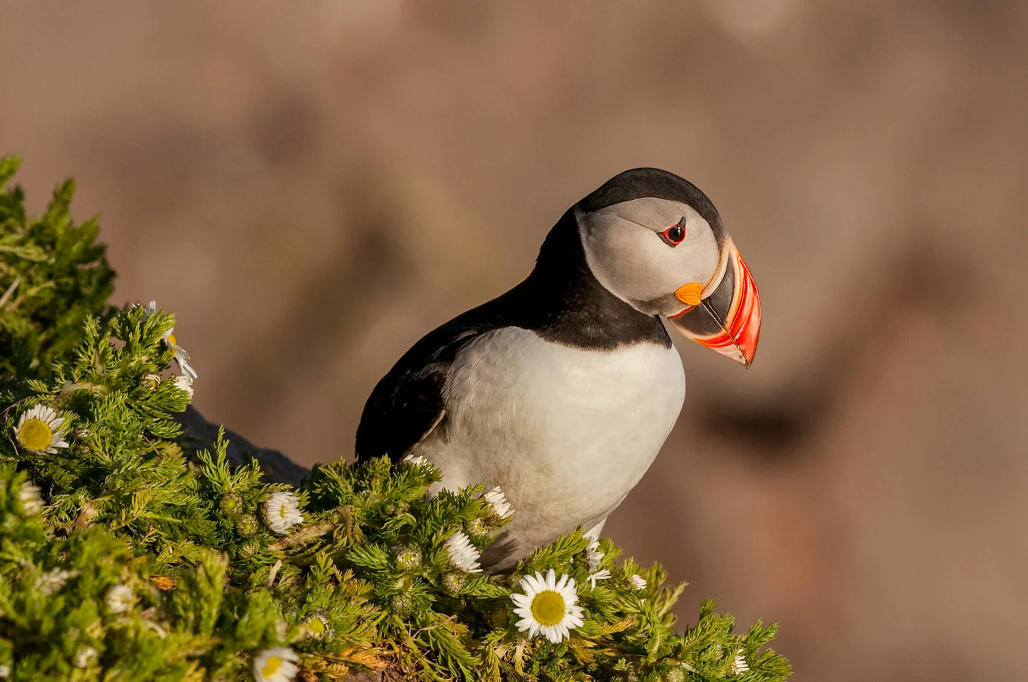 Atlantic Puffin