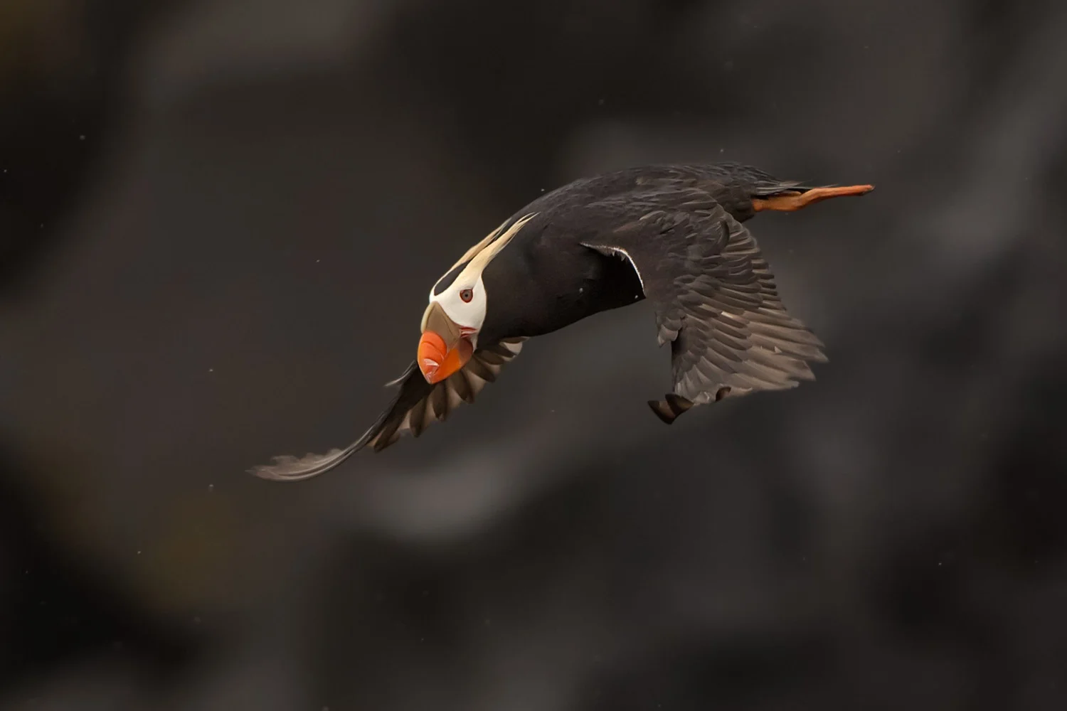 Tufted Puffin