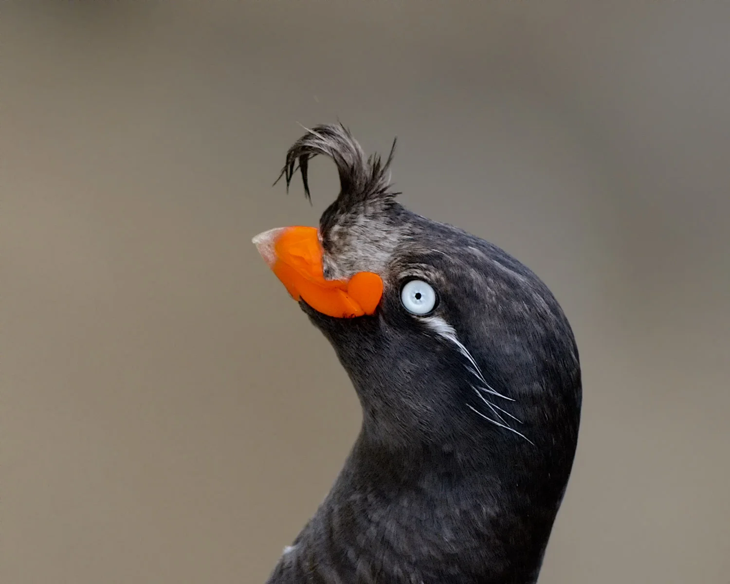 Crested Auklet