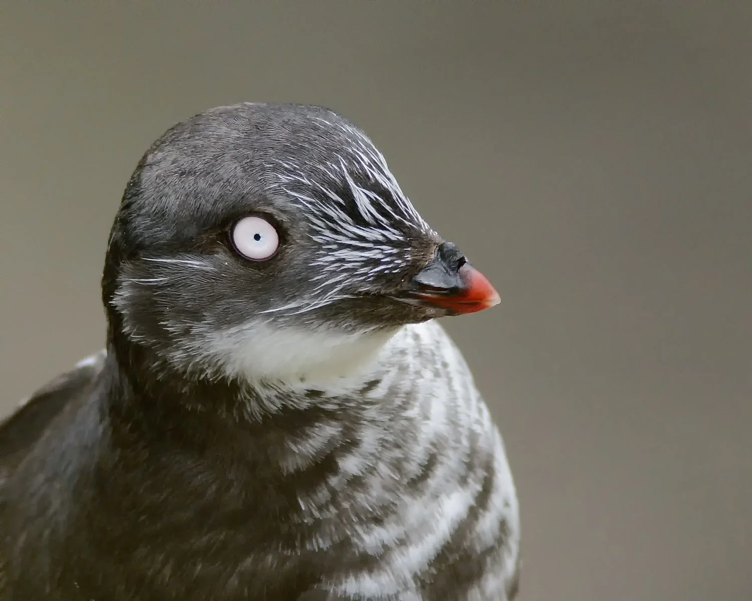 Least Auklet