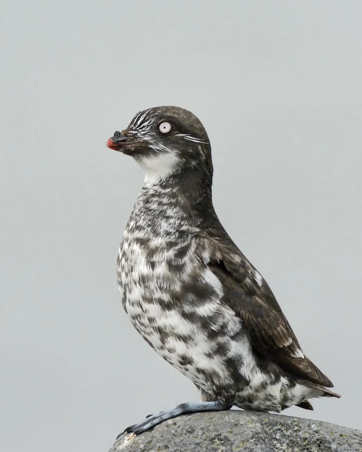 Least Auklet