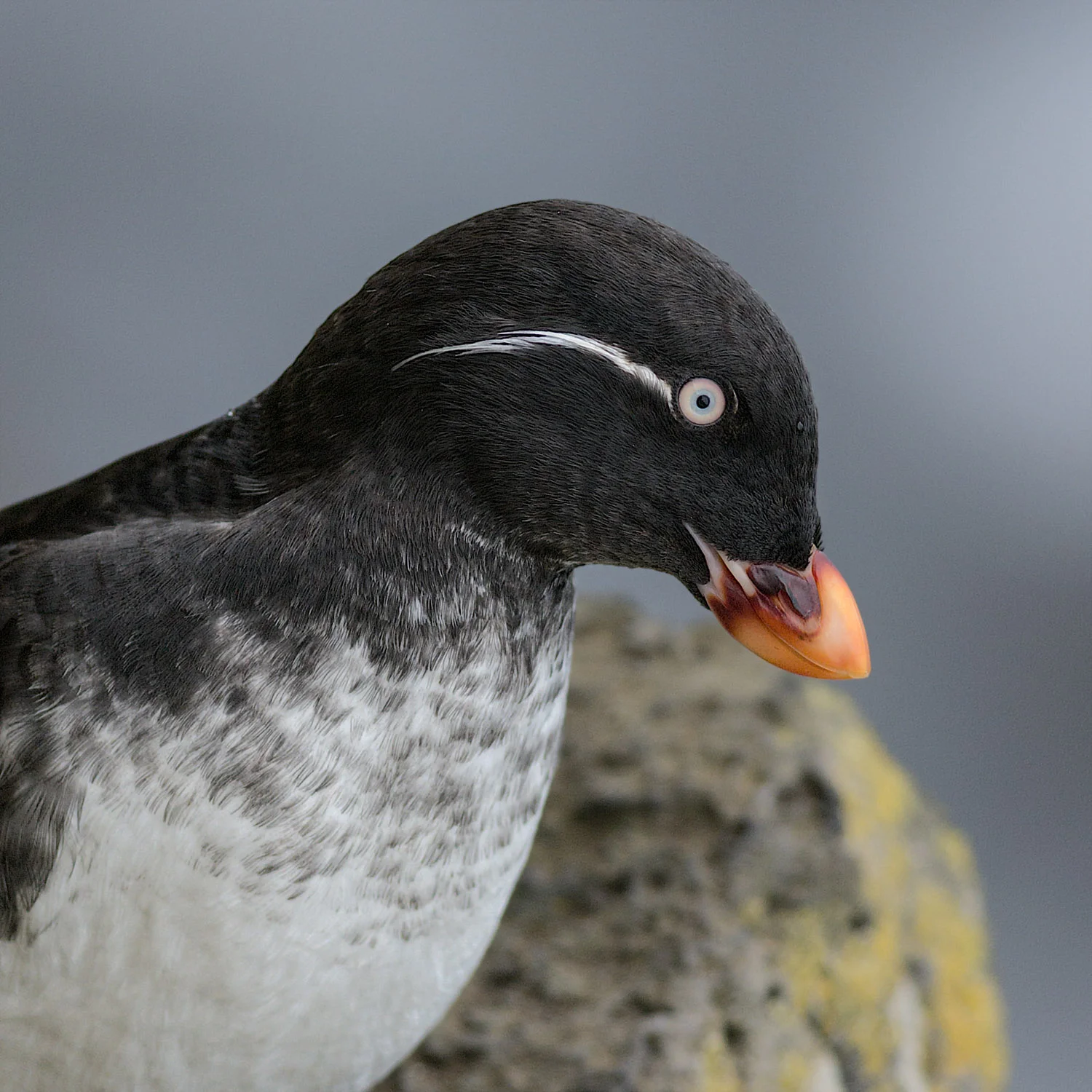 Parakeet Auklet