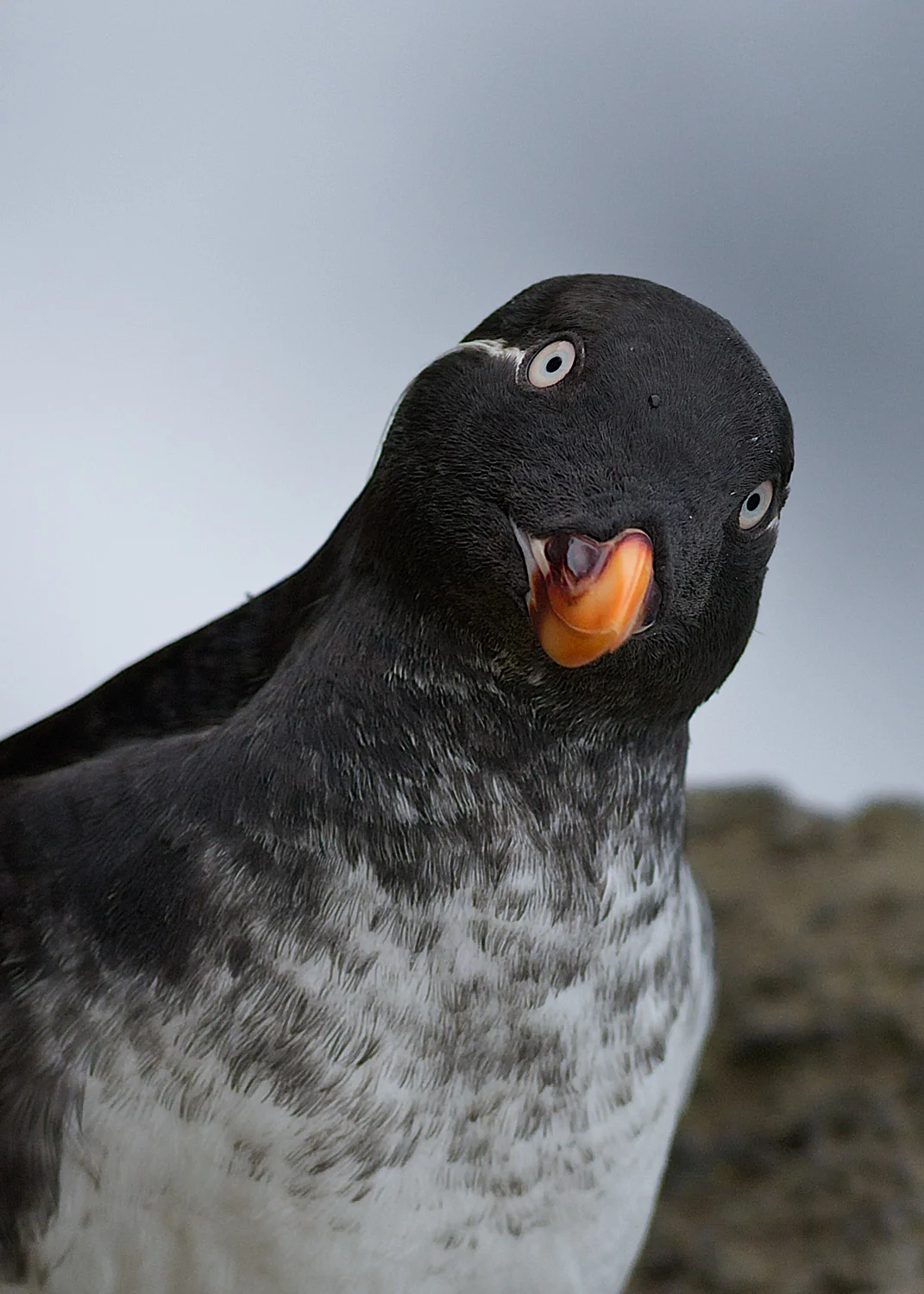 Parakeet Auklet