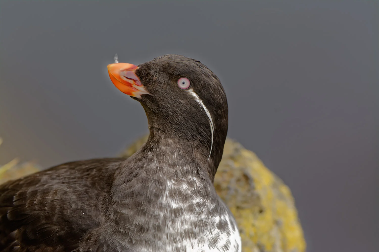Parakeet Auklet