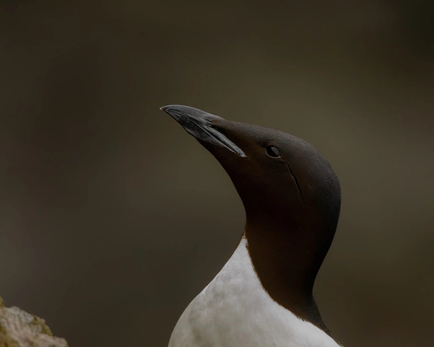 Thick-billed Murre