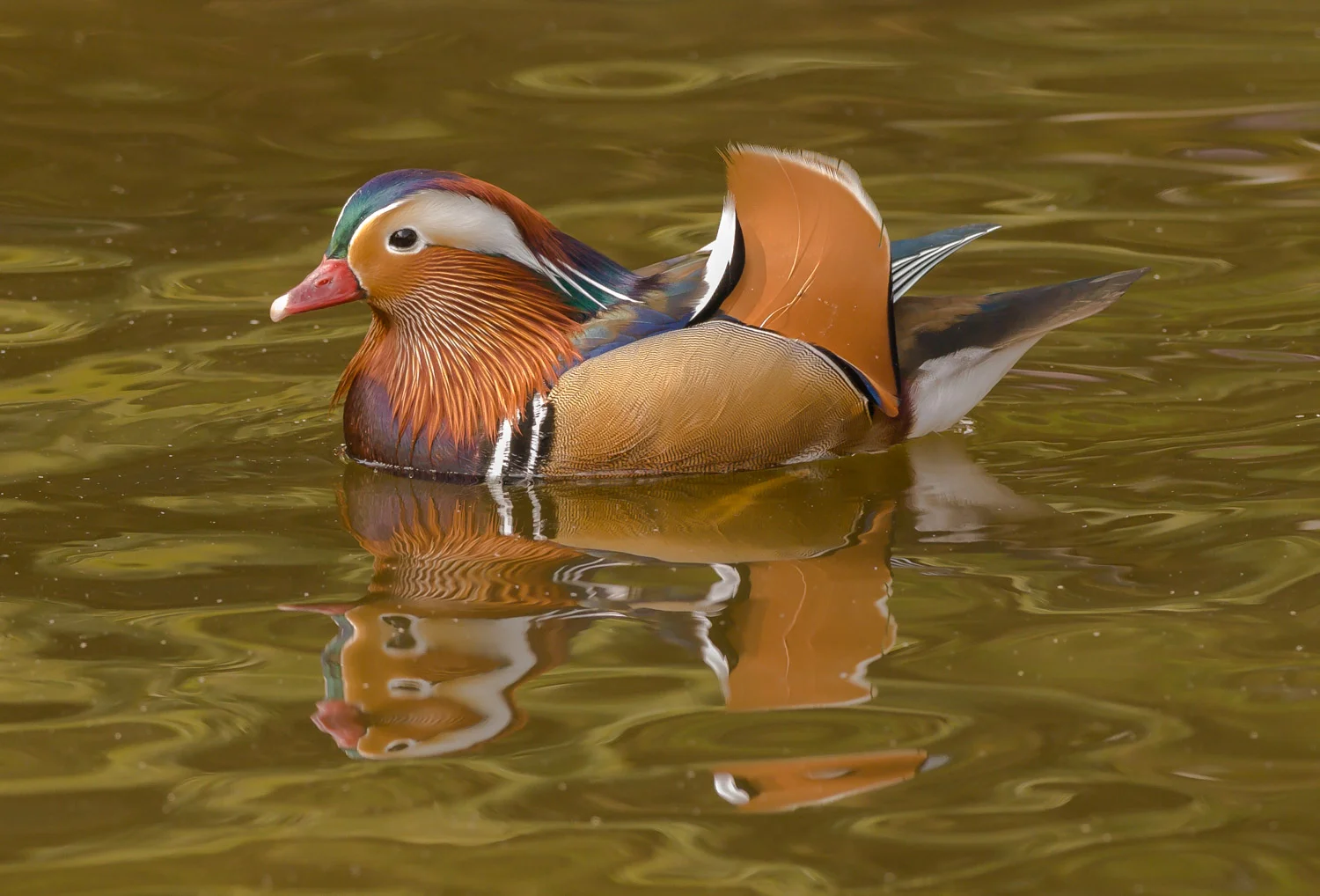 Mandarin Duck