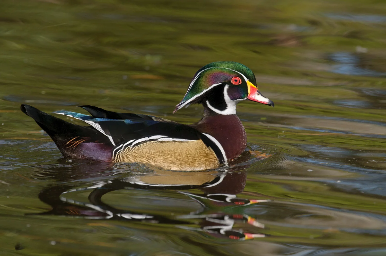 Wood Duck