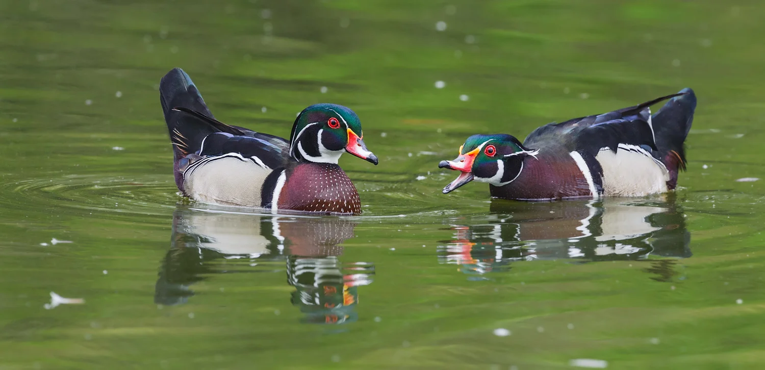 Wood Duck