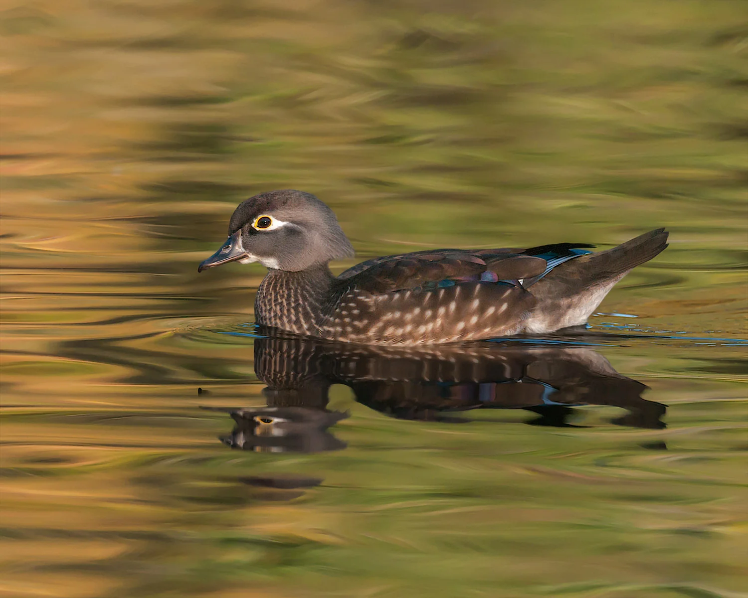 Wood Duck