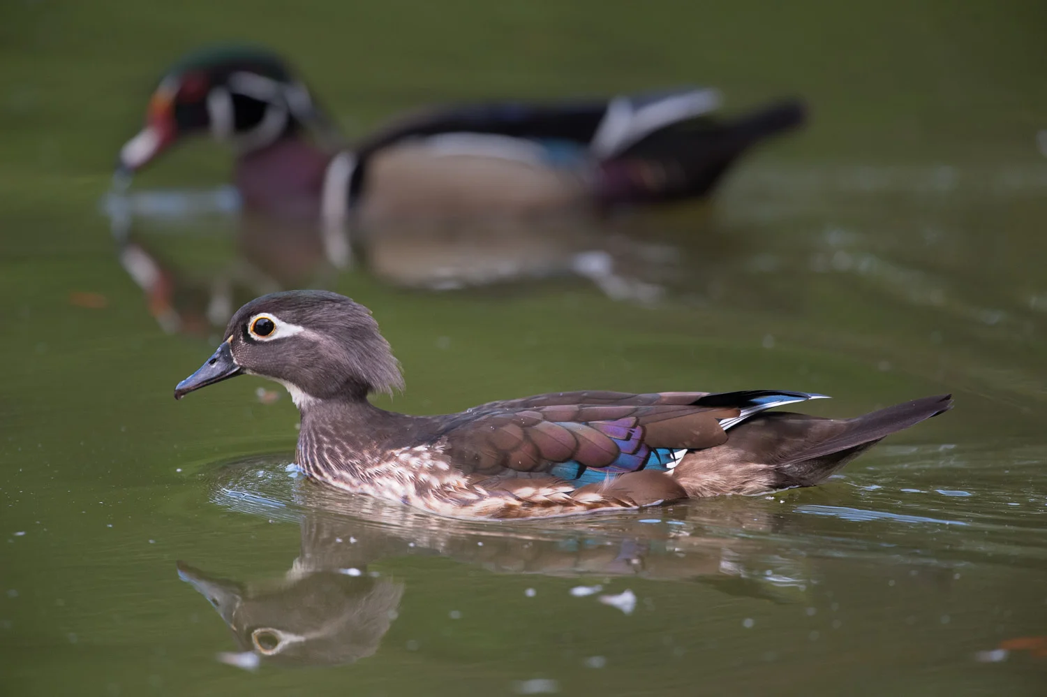 Wood Duck