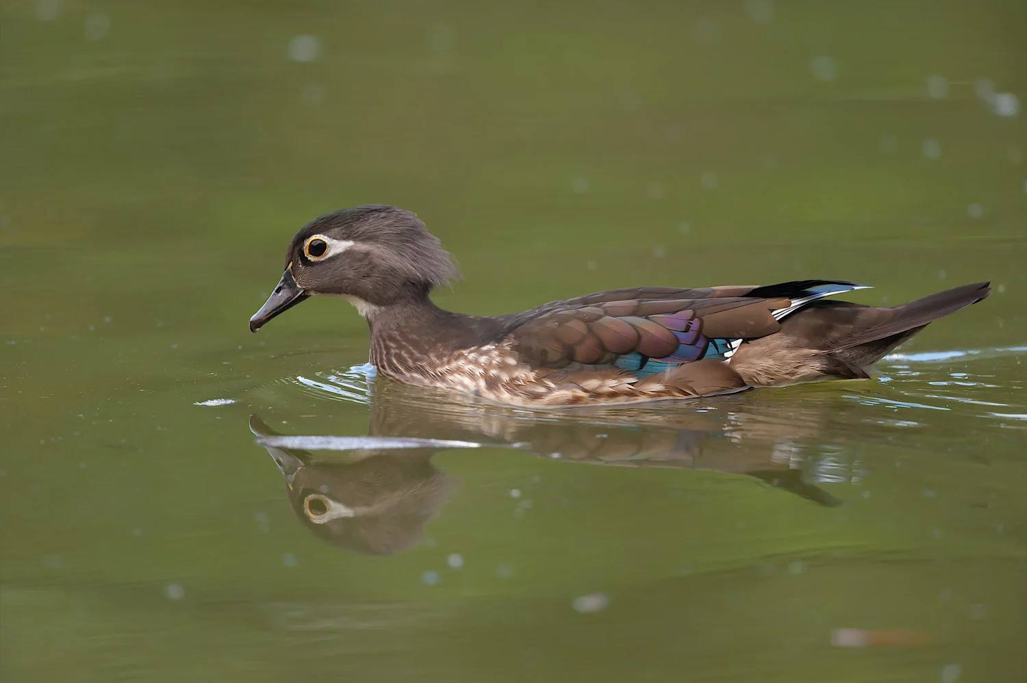 Wood Duck