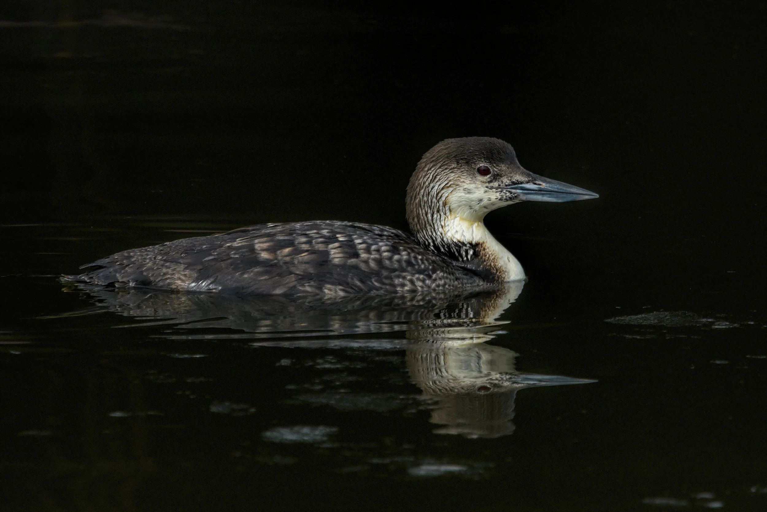 Common Loon