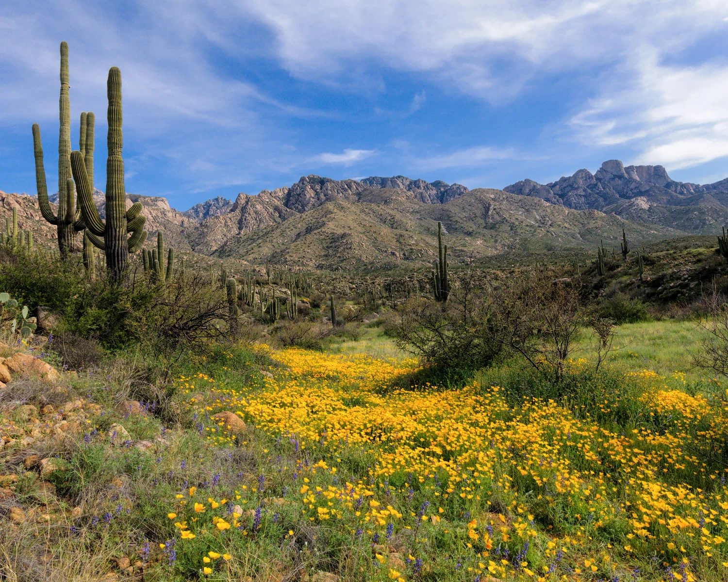 Wildflowers