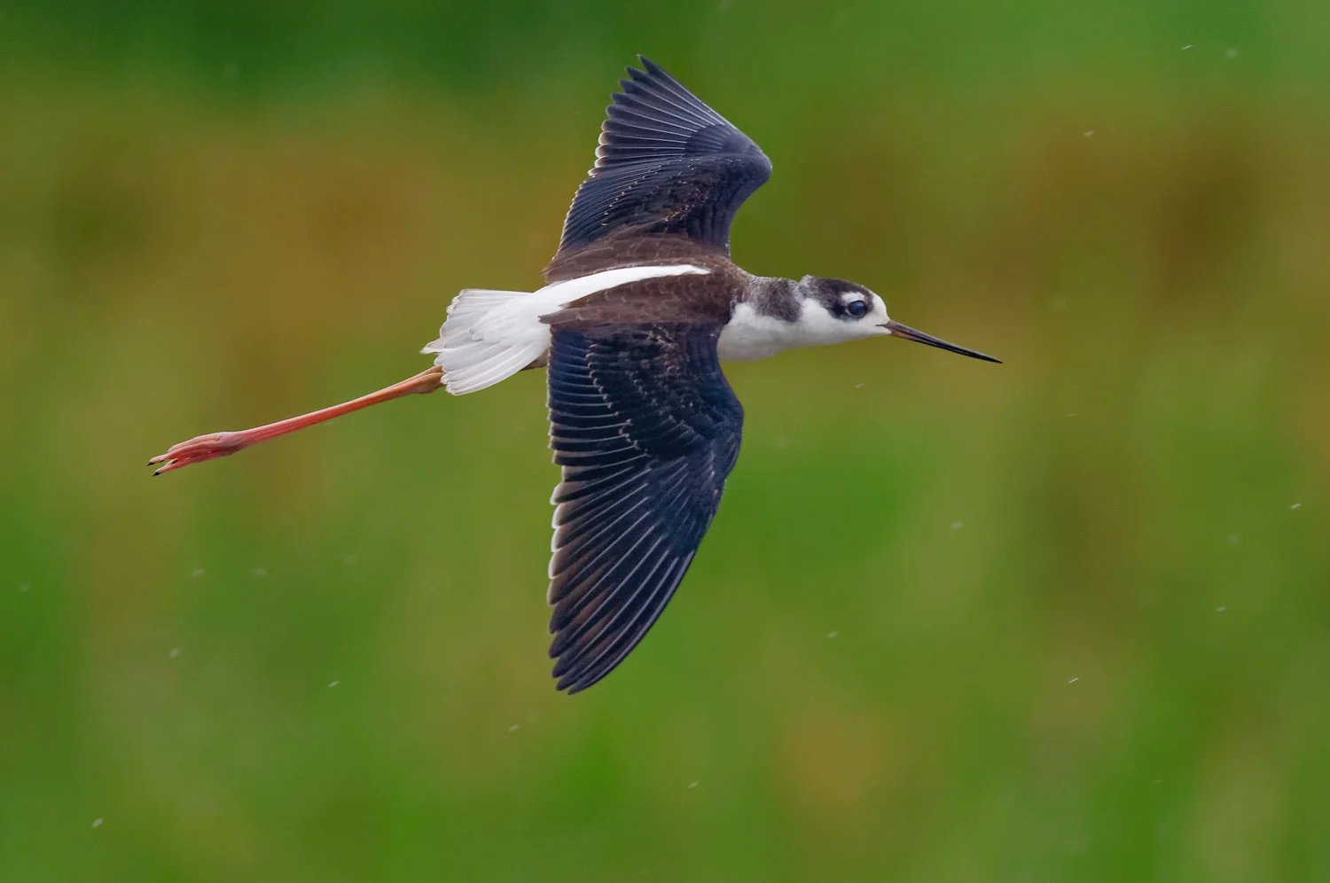 Black-necked Stilt