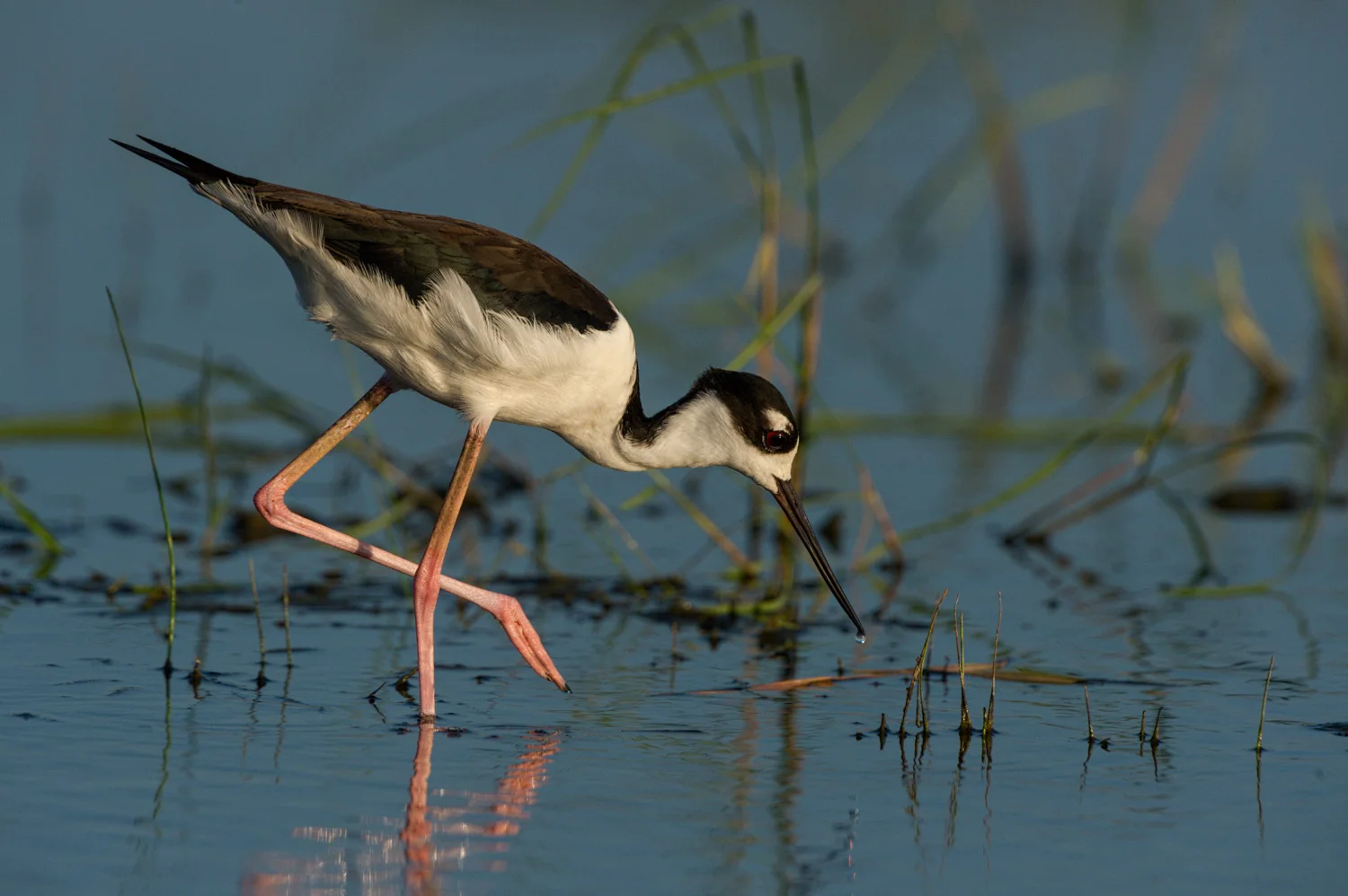 Black-necked Stilt