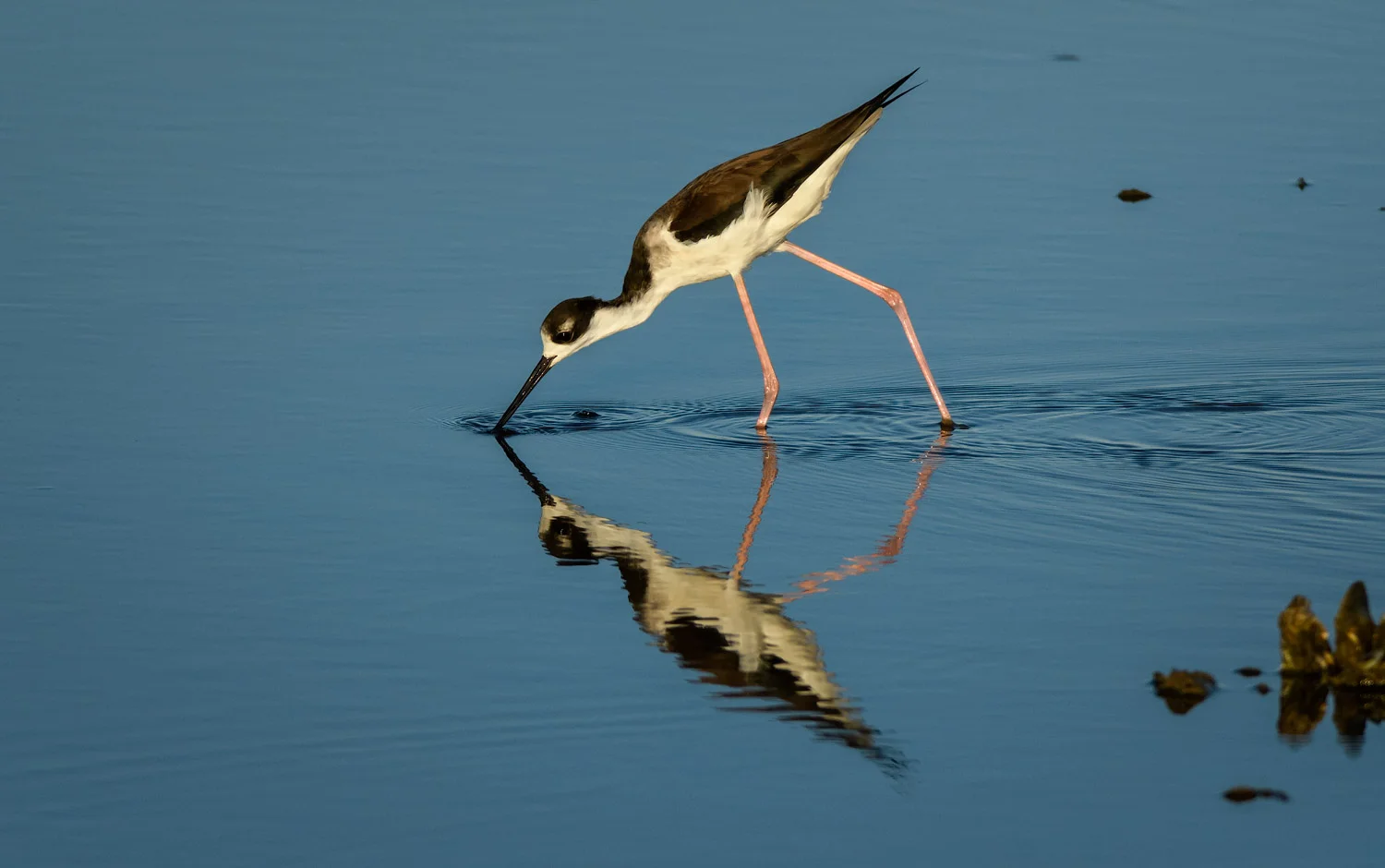 Black-necked Stilt