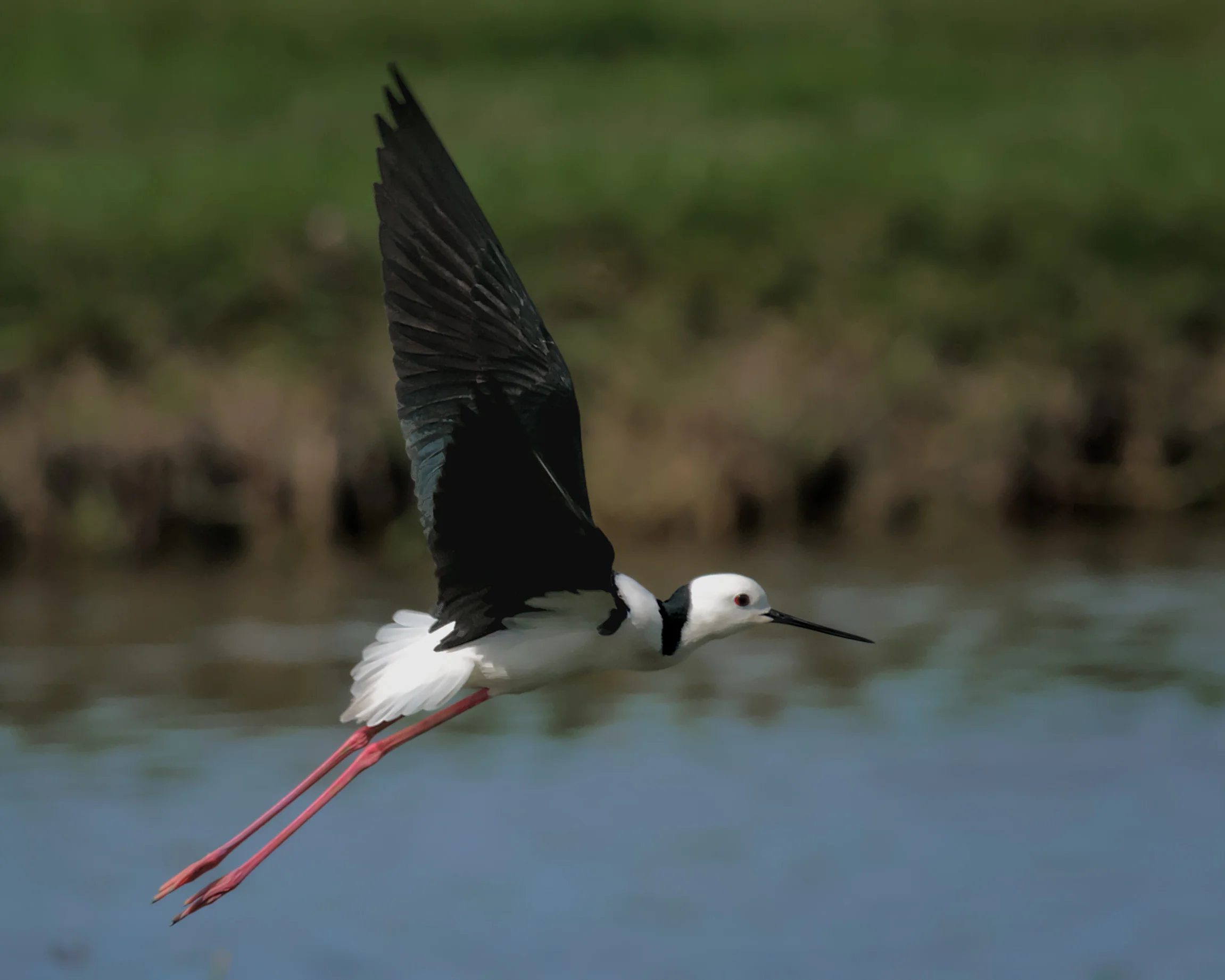 Black-winged Stilt