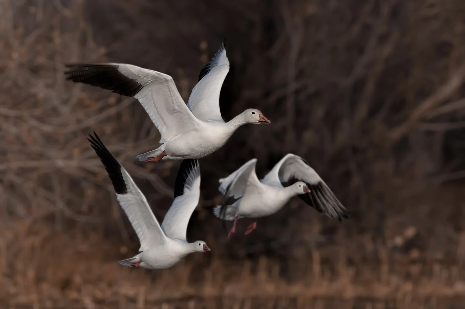 Snow Goose