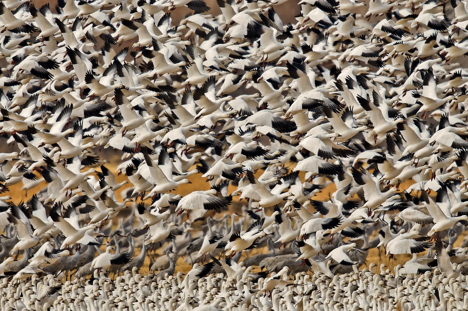 Snow Goose