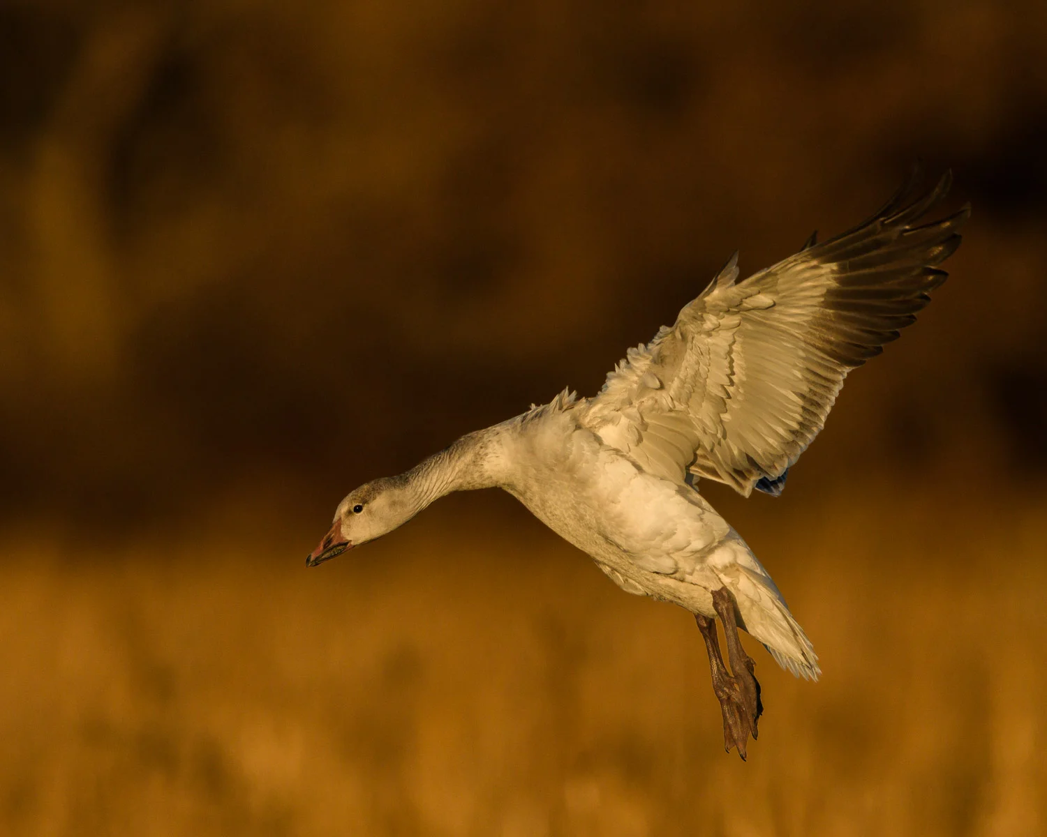 Snow Goose