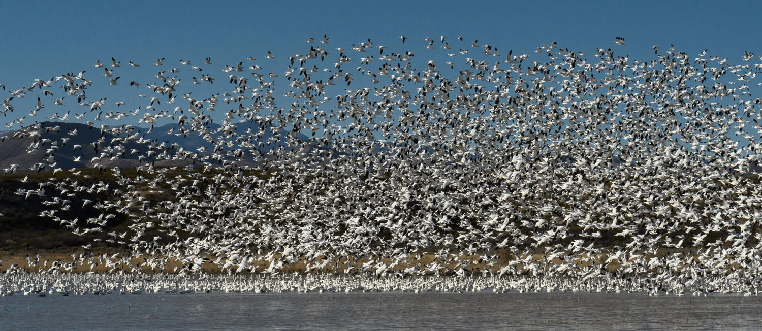 Snow Goose