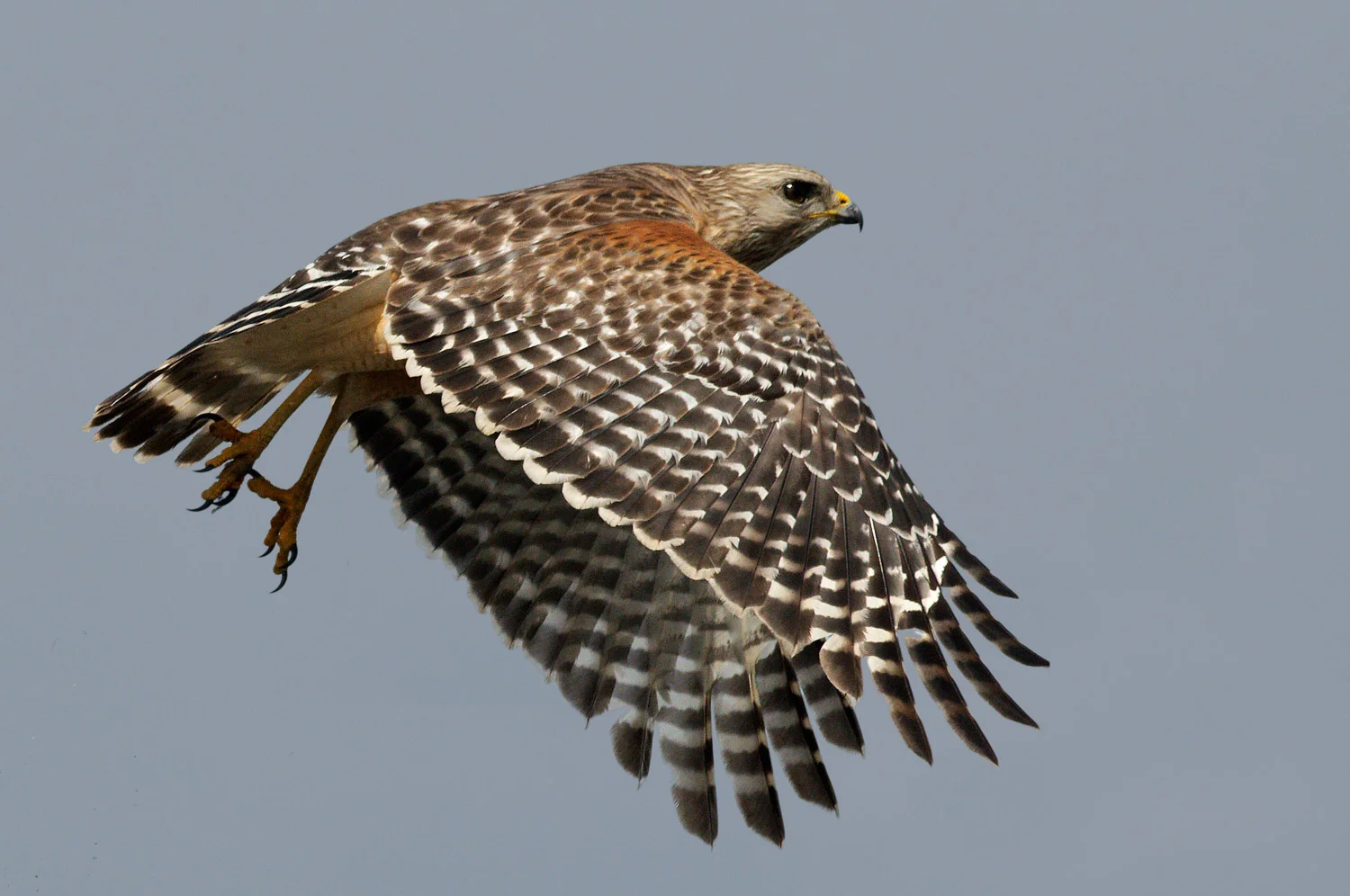 Red-shouldered Hawk