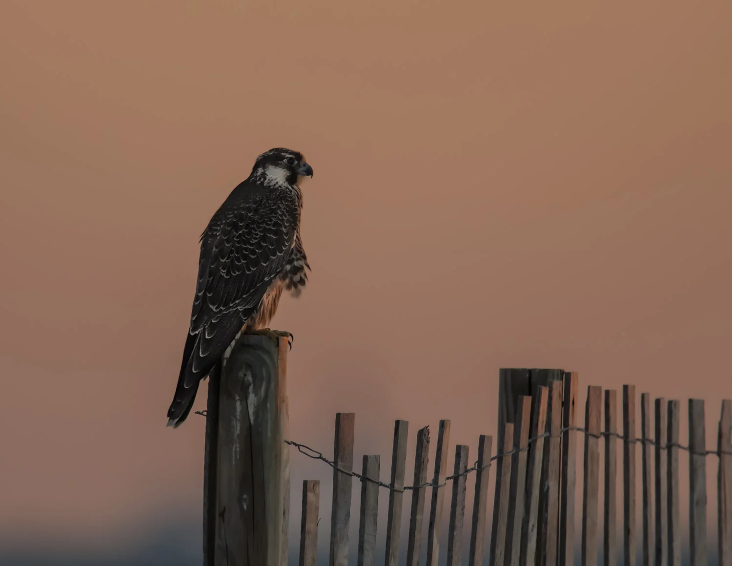 Peregrine Falcon