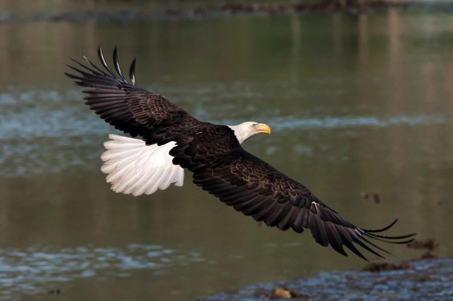 Bald Eagle