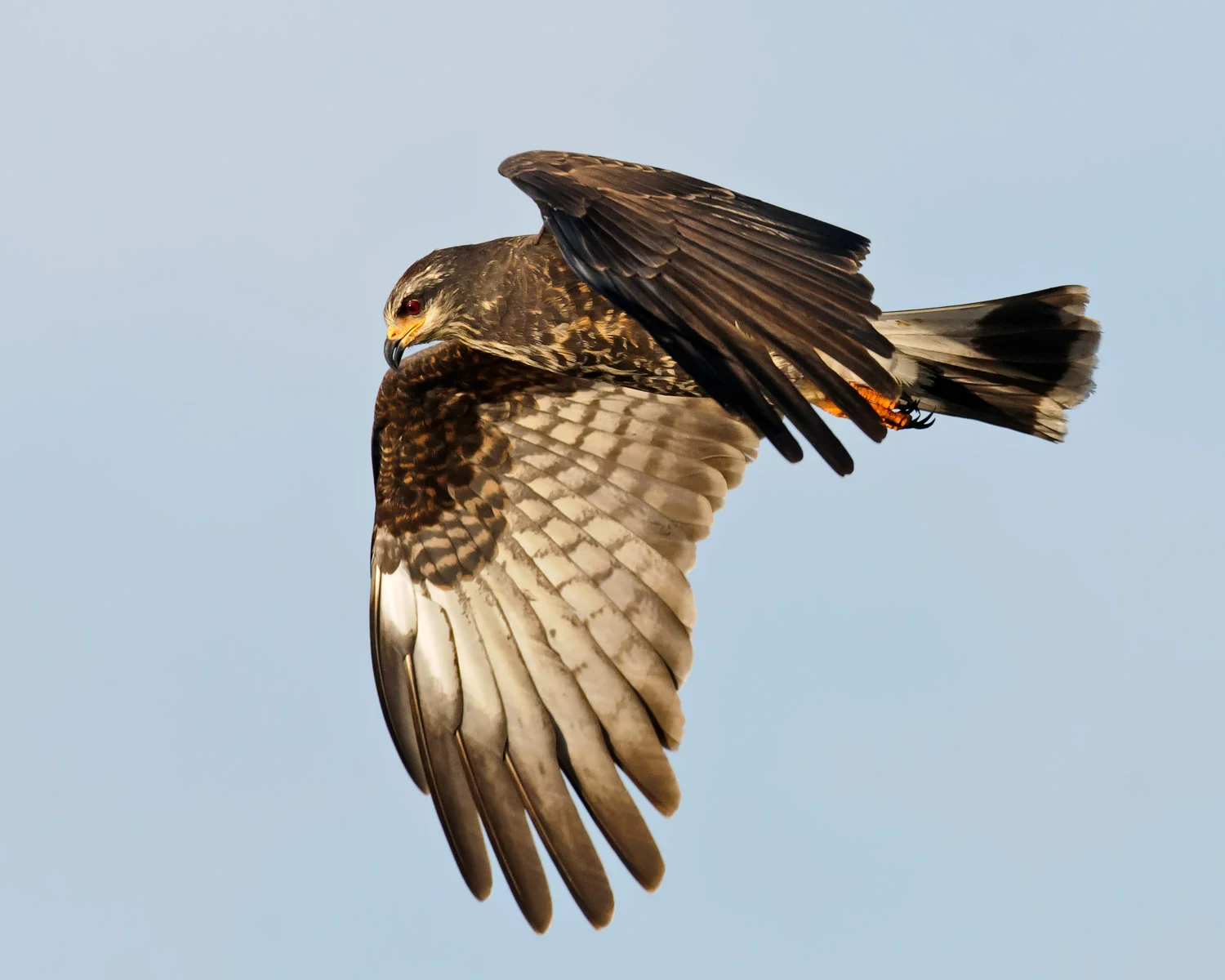 Snail Kite
