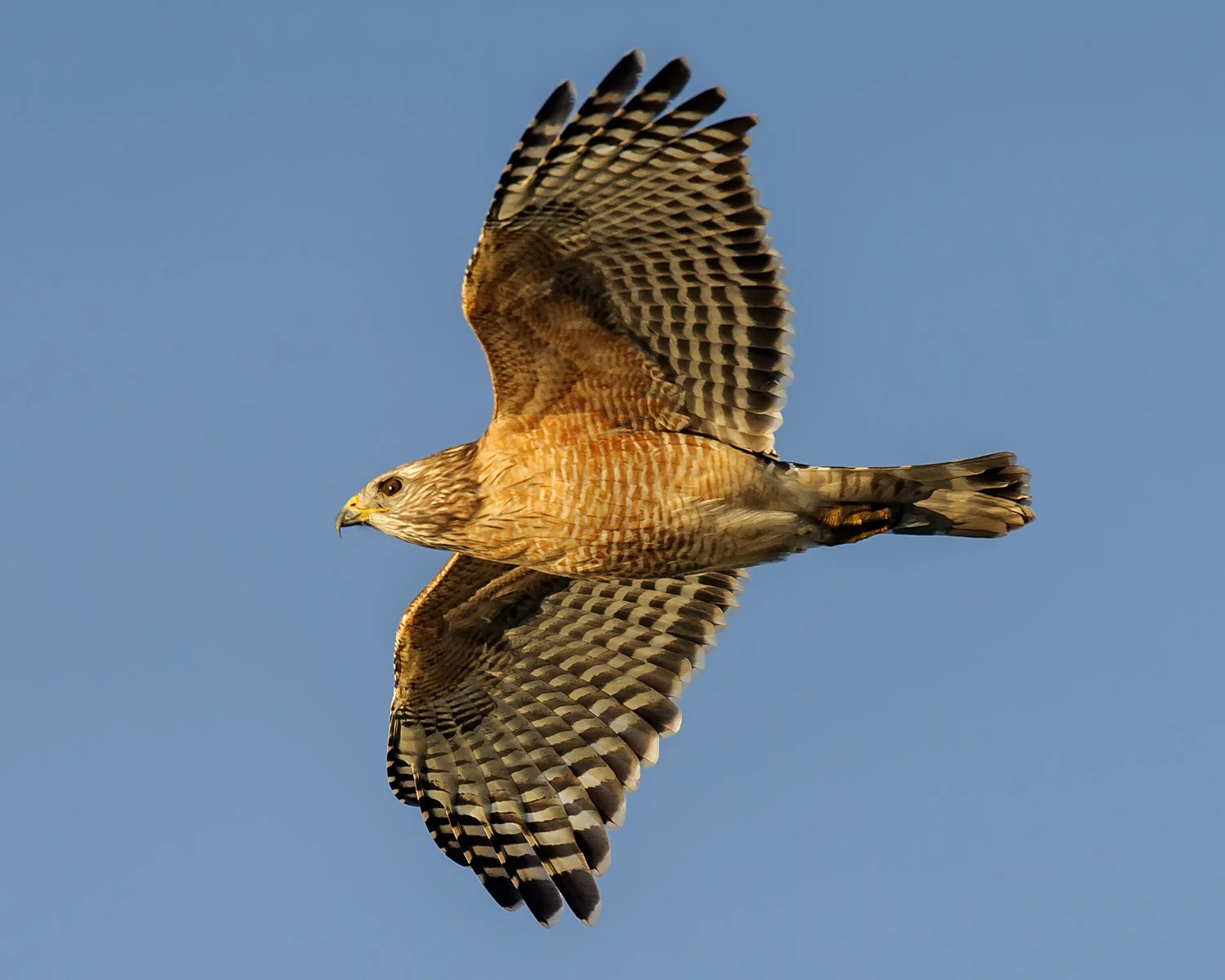 Red-shouldered Hawk