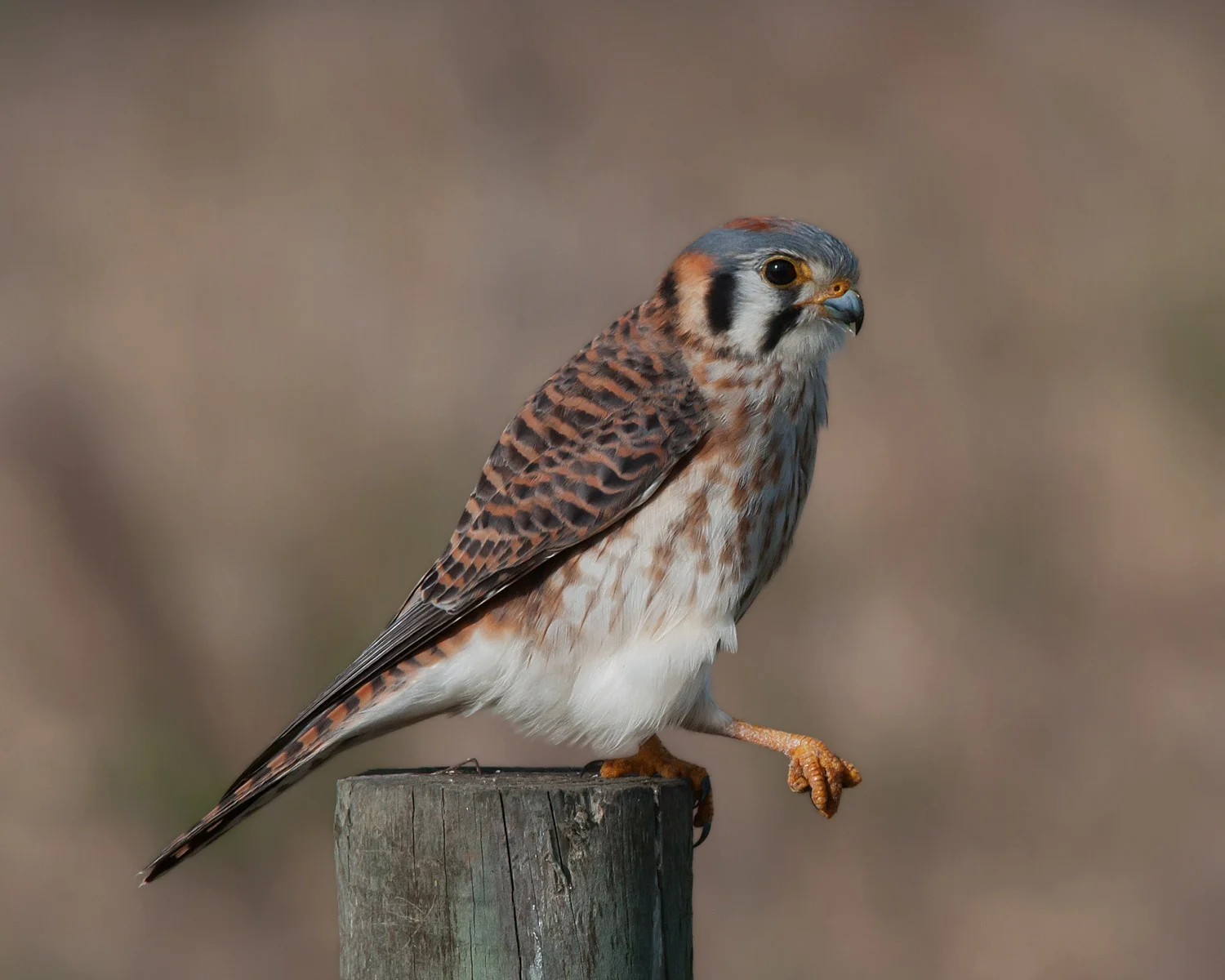 American Kestrel