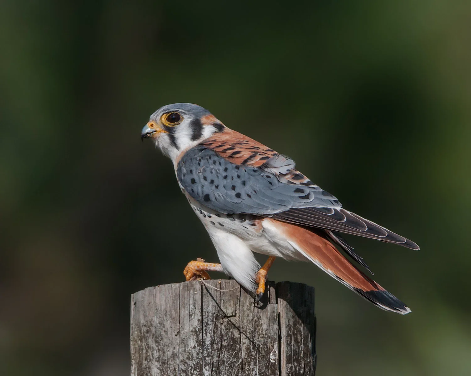 American Kestrel