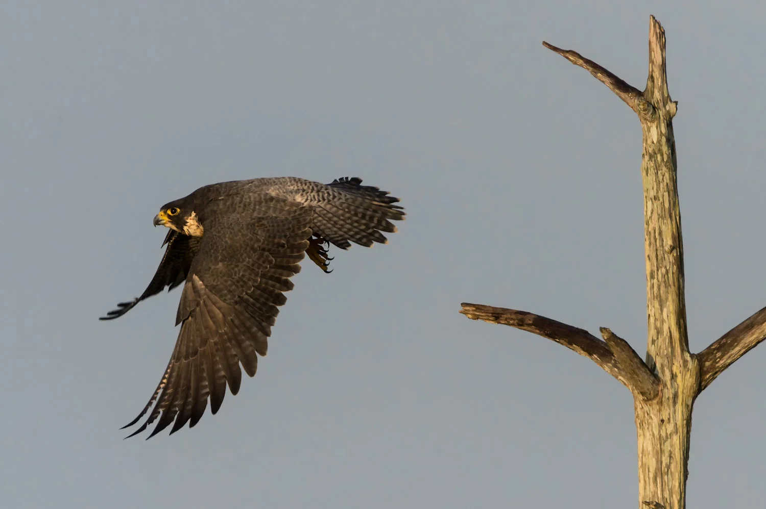 Peregrine Falcon