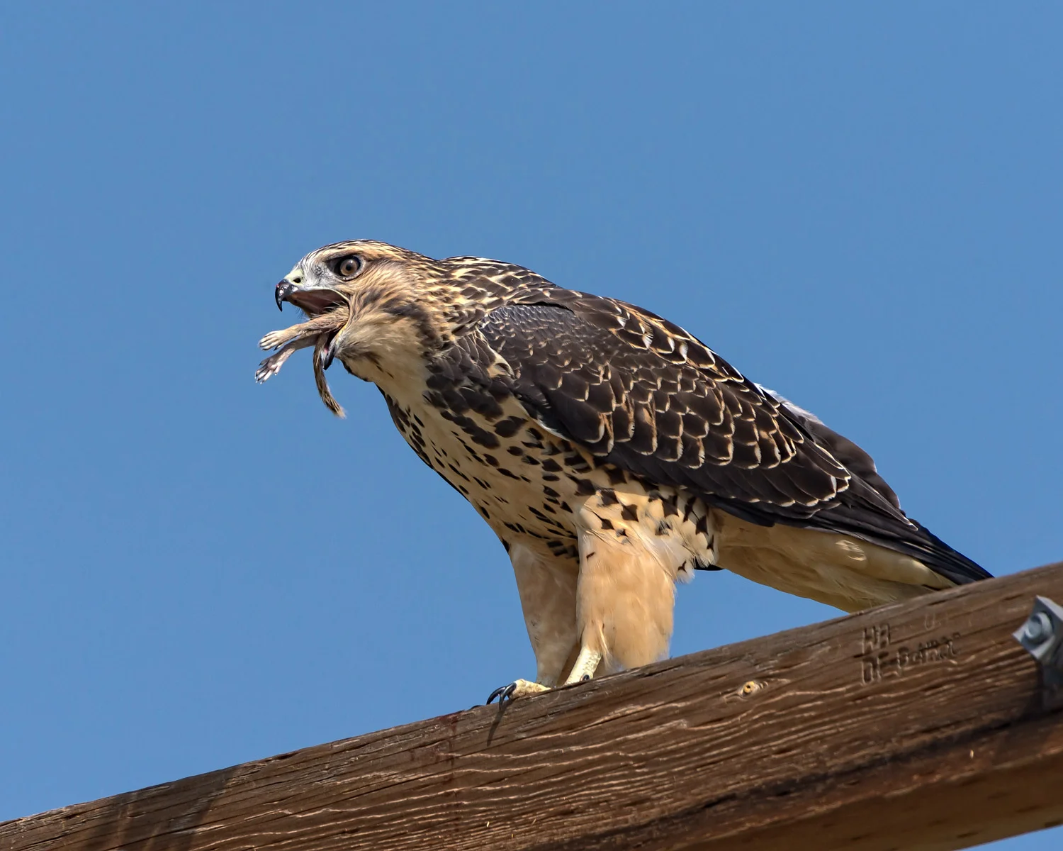 Swainson's Hawk