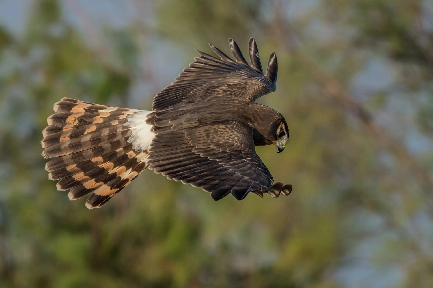 Northern Harrier