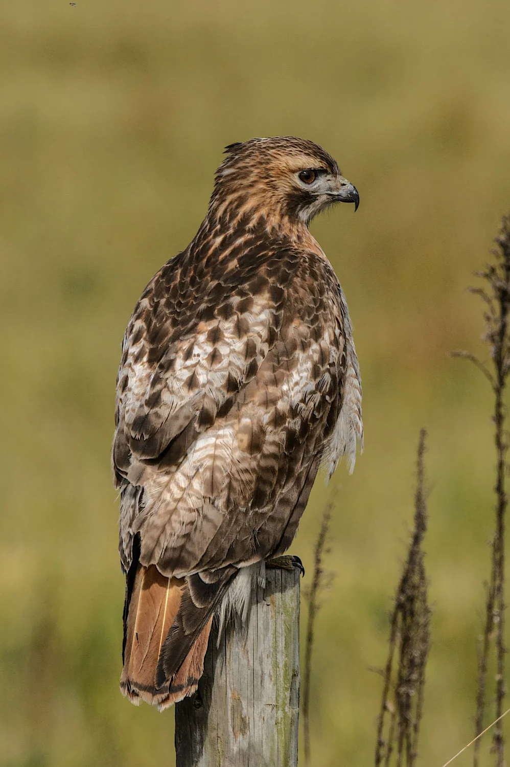Red-tailed Hawk