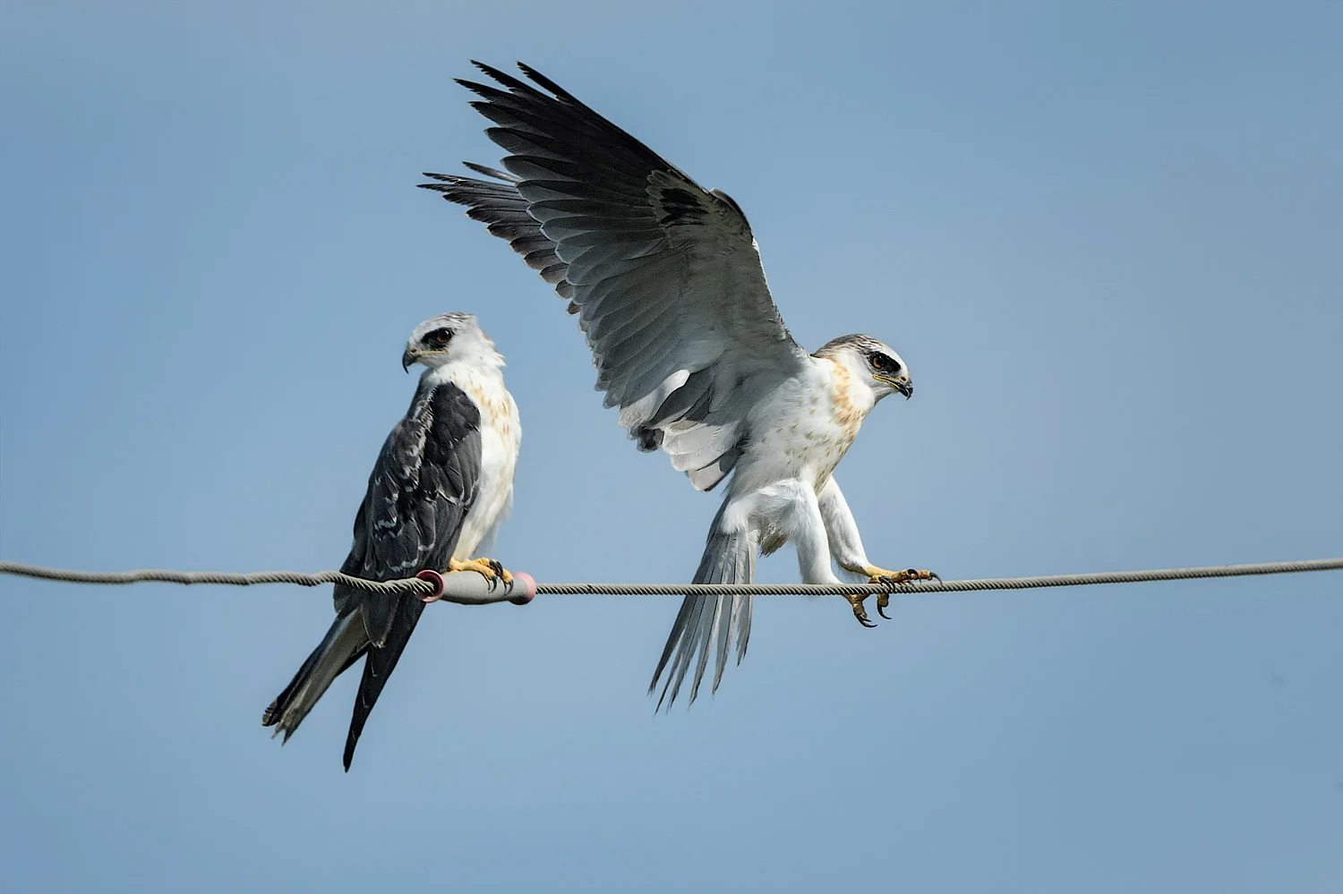 White-tailed Kite