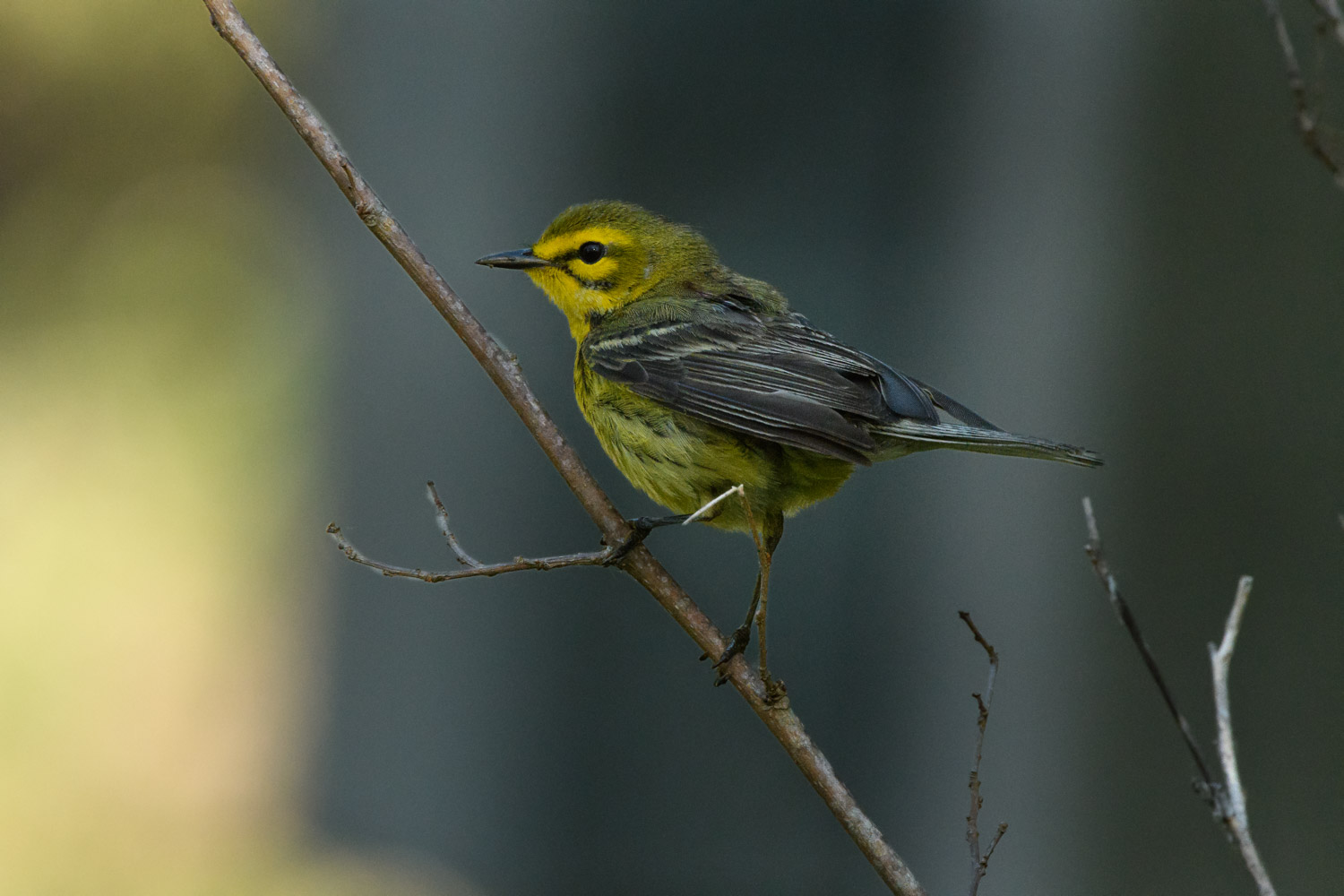 Prairie Warbler