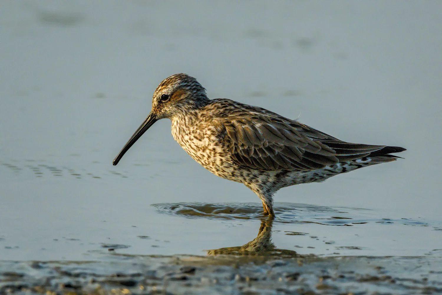  Stilt Sandpipers - High Island Texas