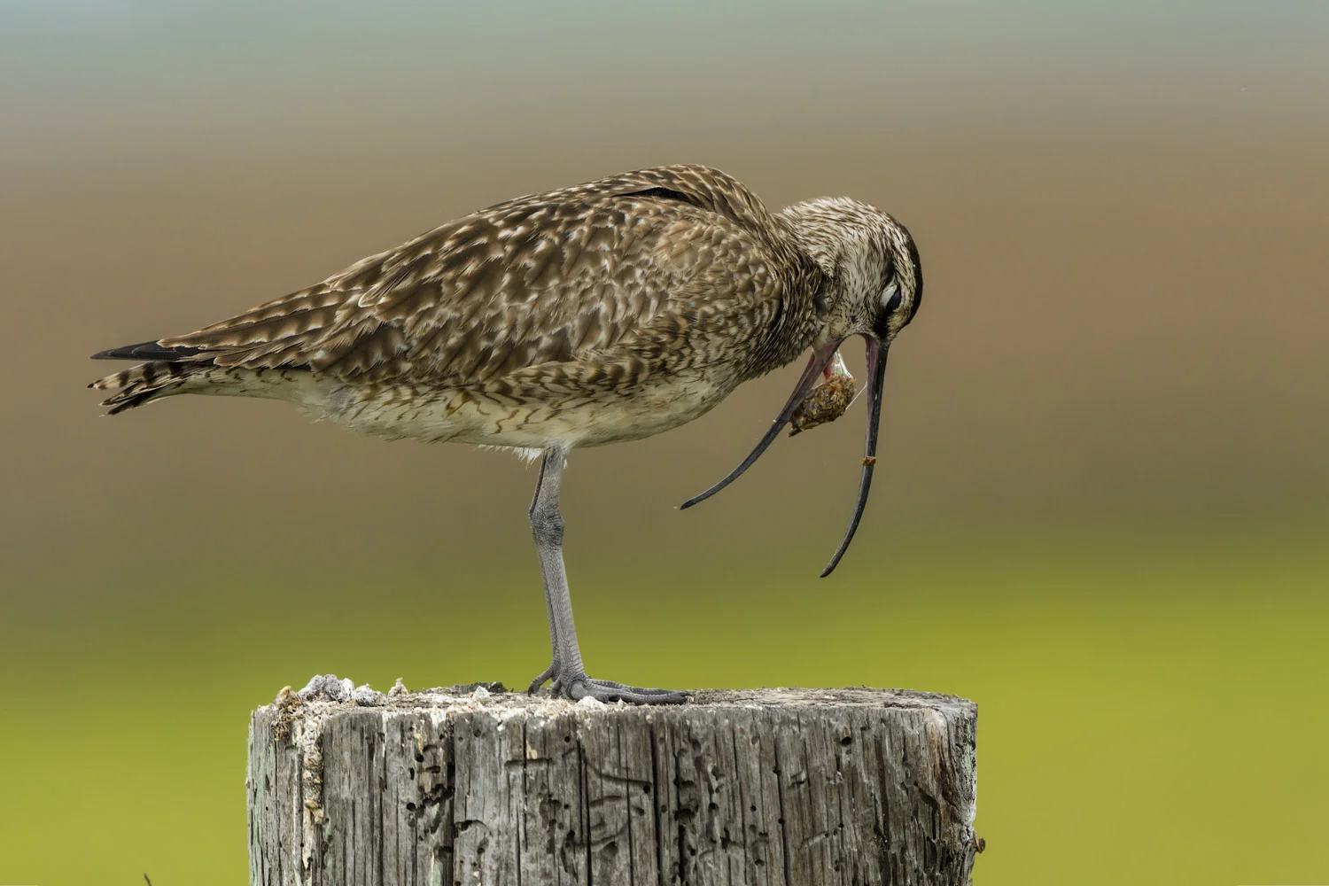 Whimbrel - Frenchtown Road, Bolivar Peninsula, TX